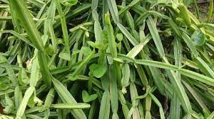 🌿 Pure Pirandai Powder (பிரண்டை பொடி) – Ancient Wellness Secret